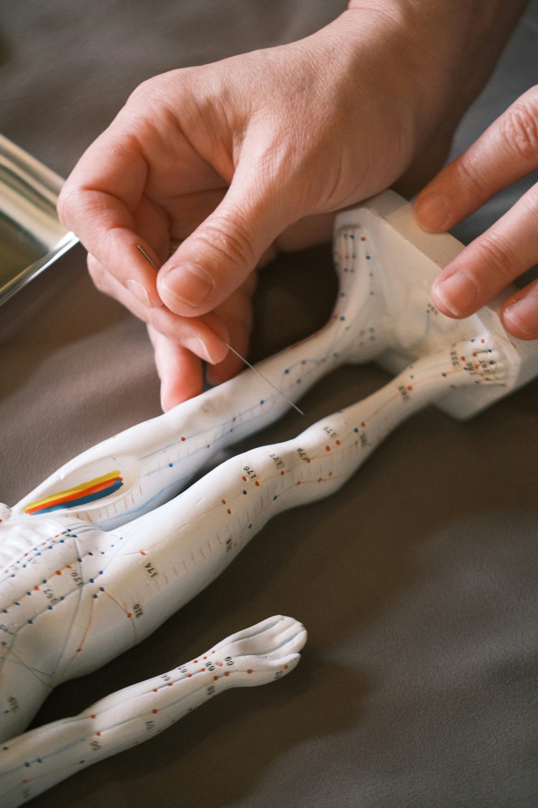 Mannequin anatomique présentant les méridiens et points d'acupuncture