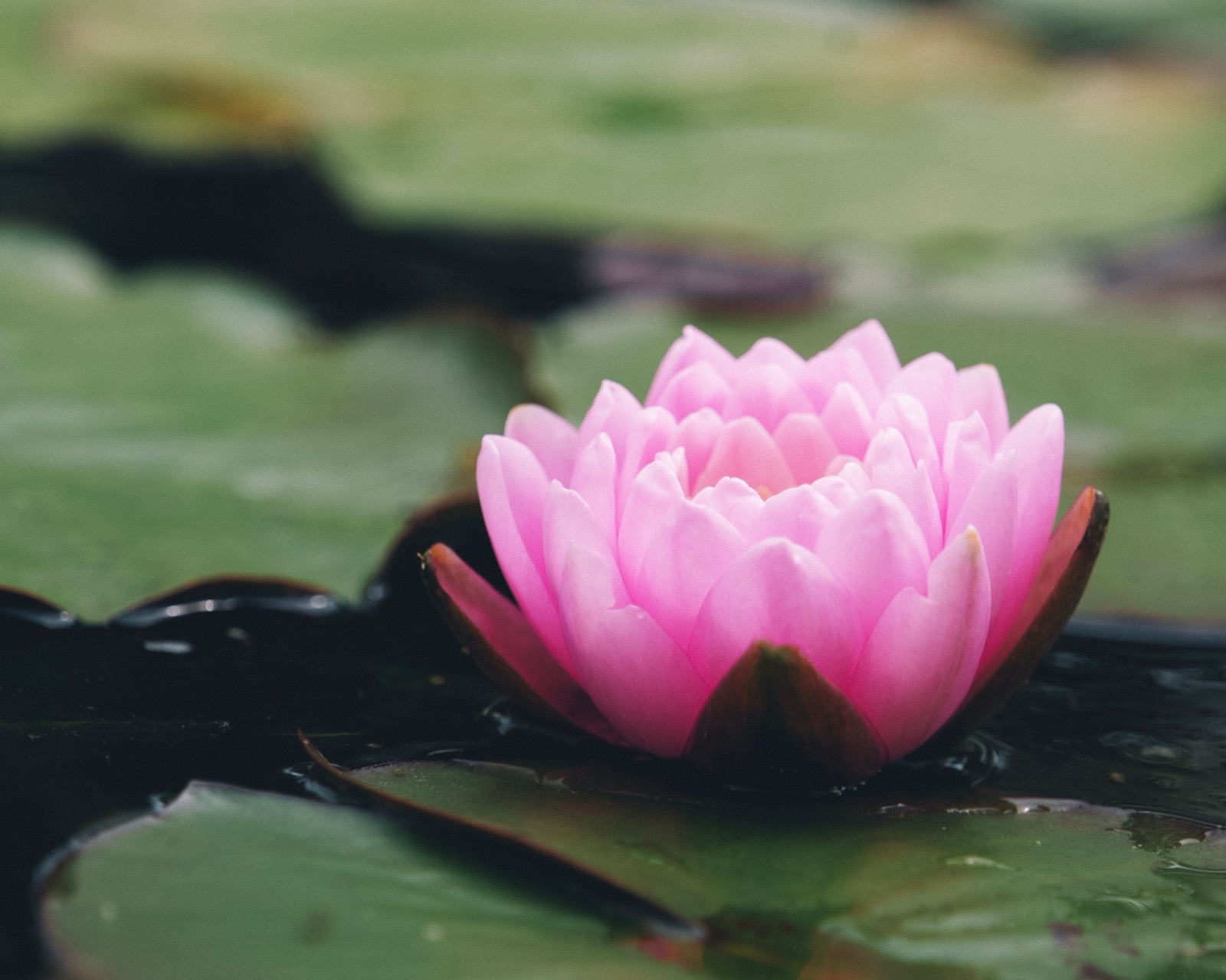 Fleur de lotus rose, symbole d'harmonie et d'équilibre en médecine traditionnelle chinoise